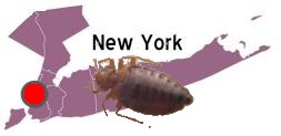 bed bugs law landlords nyc