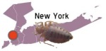 bed bugs infeststation nyc bed bug law